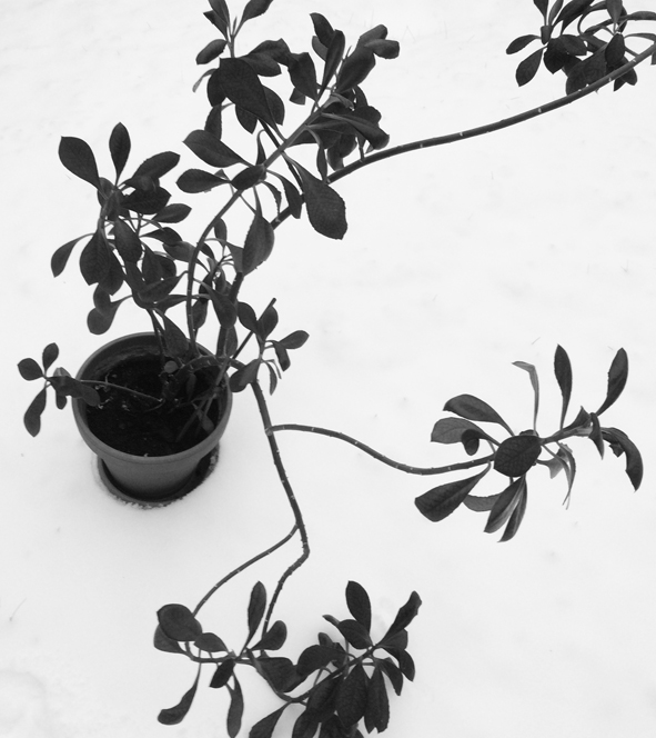 Jungelplanten