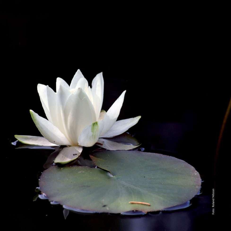 Hvit lotusblomst fra Yogaboken